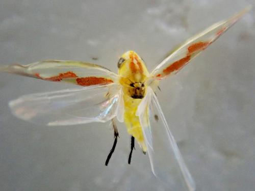 Zygina tiliae