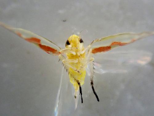 Zygina tiliae