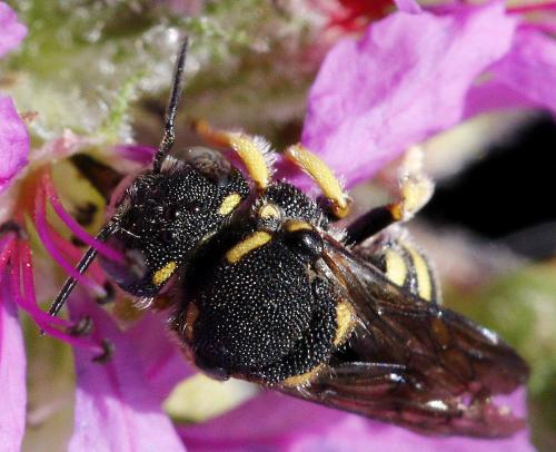 Anthidiellum strigatum