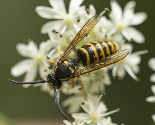 Dolichovespula sp.