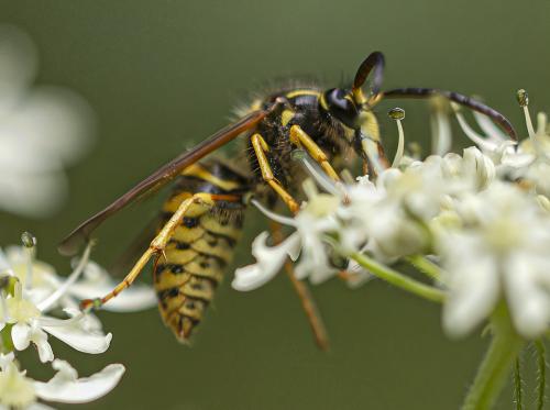 Dolichovespula sp.