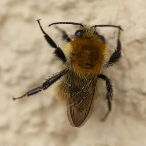 Bombus pascuorum
