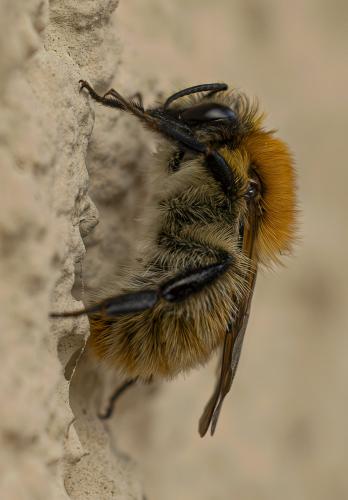 Bombus pascuorum