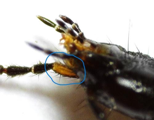 Philonthus cognatus