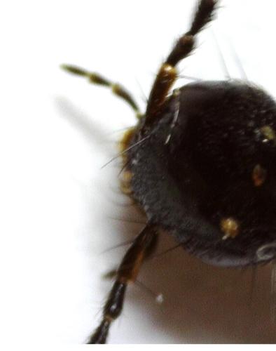 Philonthus cognatus
