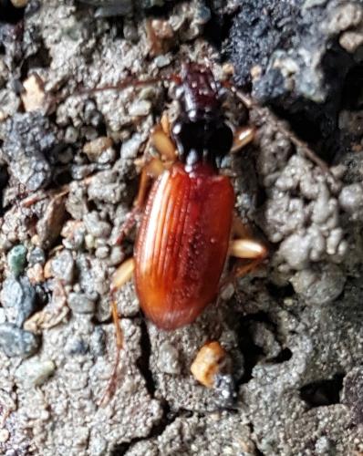 Penetretus rufipennis
