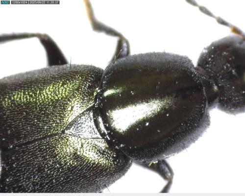 Philonthus cognatus