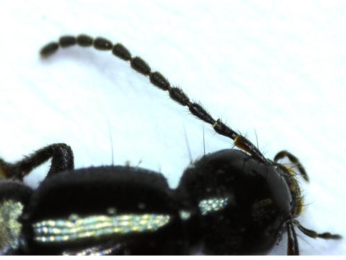 Philonthus cognatus