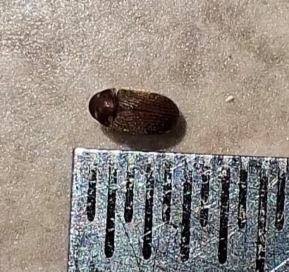 Anobiinae
