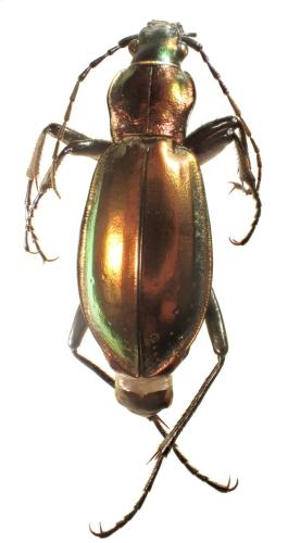 Carabus splendens
