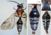 Smicromyrme sp.