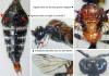 Smicromyrme sp.