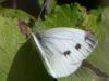 364697 – Photo : Bahuaud Fr. – France (44)