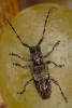 Pogonocherus caroli