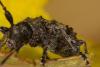 Pogonocherus caroli