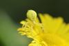 364395 – Photo : Zogrot – France (85)