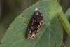 Melitaea didyma