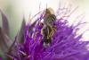 364399 – Photo : Pierre Duhem – France (73)