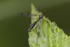 Ptychoptera sp.