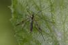 Ptychoptera sp.