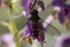 Meliscaeva auricollis