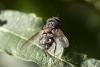 Carcelia sp.