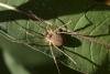 Mitopus morio