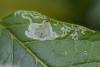 Chromatomyia lonicerae