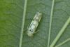 Eupteryx signatipennis