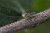 Tremulicerus vitreus