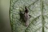 Hybos femoratus