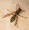 Polistes dominula