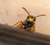 Polistes dominula