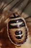 364341 – Photo : Arthropa - Benoit Martha – France (71)