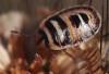 364342 – Photo : Arthropa - Benoit Martha – France (71)