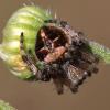 Agalenatea redii