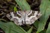 364274 – Photo : Jean-Claude Lablanquie – France (63)