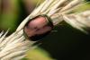 Chrysolina varians