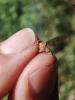 364388 – Photo : zucca maxime – France (26)
