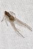 Tmarus sp.