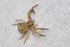 Xysticus sp.