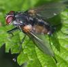 364313 – Photo : ANDRE LABETAA – France (66)