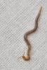 364352 – Photo : Michel Mathieu – France (34)
