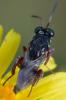 364001 – Photo : ANDRE LABETAA – France (66)