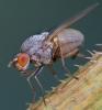 Minettia desmometopa