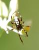 Steatoda (albomaculata-incomposita)