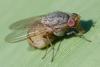 Minettia subvittata