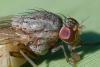 Minettia subvittata