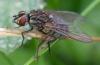 Haematobosca stimulans