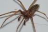 Eratigena atrica